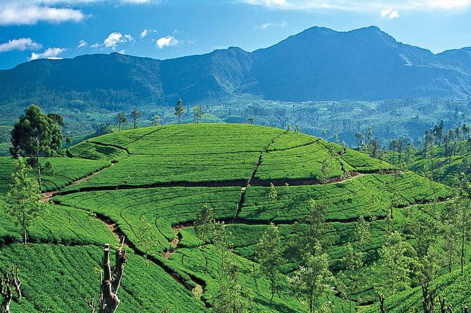 Tuk tuk colombo Sightseeing tour - Tour Route Explained: What Each Stop Is Really For