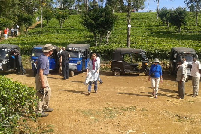 Tuk Tuk safari and Picnic in The Tea Plantation from Ella,Haputale & Bandarawela - Key Things to Know Before You Go