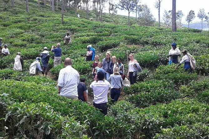 Tuk Tuk safari and Picnic in The Tea Plantation from Ella,Haputale & Bandarawela - Picnic Lunch in Tea Country: Panoramic Views Included