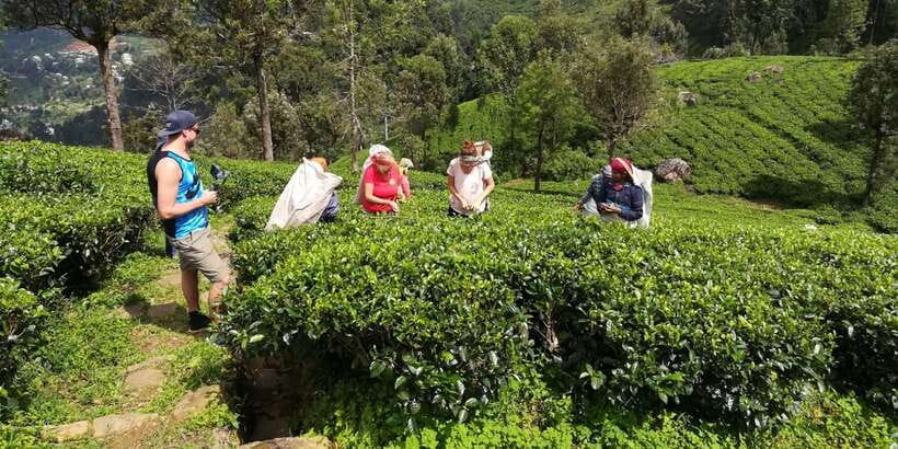 Tuk-Tuk Safari Liptons seat,Tea Fields Hike,TeaFactory Tour - Picnic lunch in tea country: simple, satisfying, and realistically flexible
