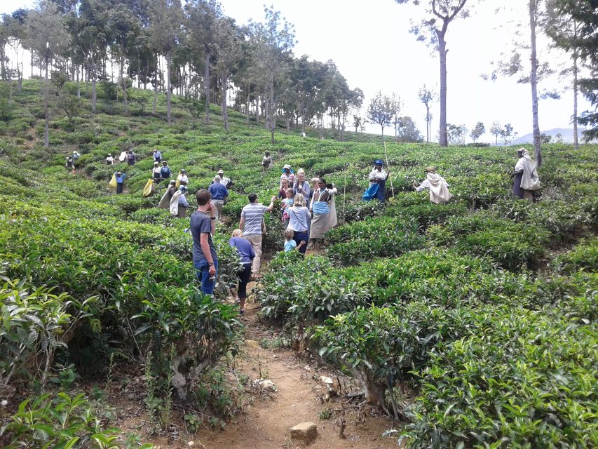 Tuk-Tuk Safari Liptons seat,Tea Fields Hike,TeaFactory Tour - The drive feel: Bandarawela and Haputale, plus the rhythm of a full day