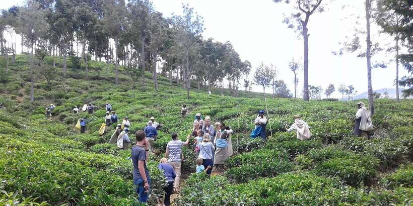 Tuk-Tuk Safari Liptons seat,Tea Fields Hike,TeaFactory Tour - Who this tour suits best (and who should reconsider)