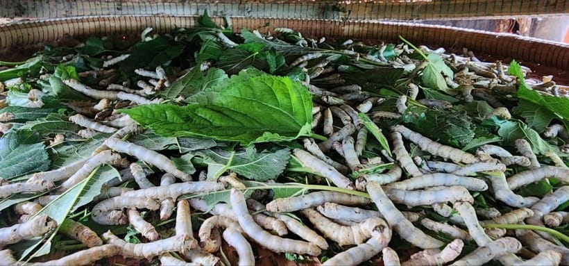 Tuk-Tuk Tour to Silk Island & Udong Mountain - From Phnom Penh to Rural Cambodia in one tuk-tuk day